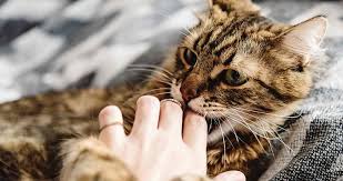 I have tried everything from playing with her more during the day to giving her more love and picking her up and carrying her to bed with me but she still. Why Does My Cat Lick Me Then Bite Me We Love Cats And Kittens