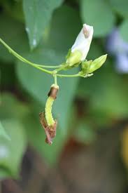 Image result for Psophocarpus lancifolius