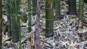 Household bamboo types are 4. How To Remove Bamboo Roots From Your Garden With And Without Using Poison Youtube