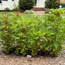 Image result for Celosia pandurata
