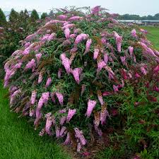 Butterfly bush may refer to a number of different plants including: Buddleia Pink Cascade Pp30711 Walters Gardens Inc