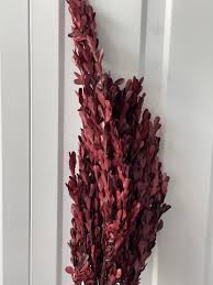 Image result for Secamone retusa