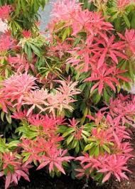 Maybe you would like to learn more about one of these? Garden Evergreen Plants In Zone 9
