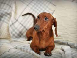 What Is The Dachshund Life Expectancy
