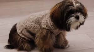 Un Manteau Pour Chien Au Point Jersey 2 Manteau Pour Chien Tricot Pour Chien Patron Tricot Pour Chien
