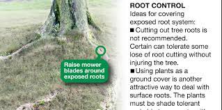 Maybe you would like to learn more about one of these? Tree Roots And Stumps By Jeff Rugg Creators Syndicate