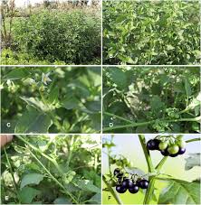 Image result for Solanum sp. B