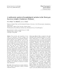 Image result for Syncolostemon bracteosus