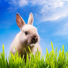 What S The Difference Between A Bunny A Rabbit And A Hare Rabbit Easter Bunny Fun Facts