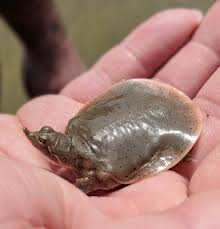 A florida soft shell turtle came on shore at lake parker, florida, to lay its eggs, and then made a hasty retreat.video by randy johnsonmusic: Baby Softshell Turtle Aww