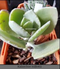 Kalanchoe Millottii Succulenttaz Food Honeydew