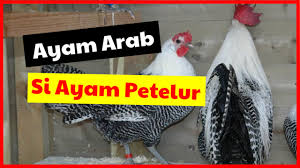 Anda punya pertanyaan tentang ayam? Ternak Ayam Arab Petelur Si Juara Petelur