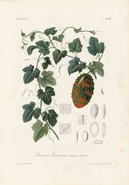 Image result for Tinnea aethiopica