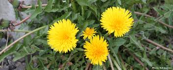 We did not find results for: Top Ways To Deal With Dandelions Naturally Northwest Center For Alternatives To Pesticides