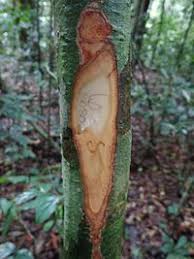 Image result for Massularia