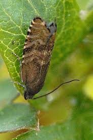 Image result for Cydia strobilella