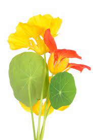 10 Easy Flowers To Grow From Seeds Easiest Flowers To Grow Flowers Growing Vegetables In Pots