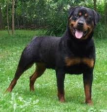 Rottweiler I Know This Dog Barclay S Sir Issac Newton Rottweiler Dog Rottweiler Dog Breeds
