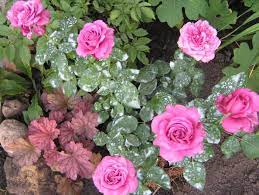 From 70 to 90 cm blossom size: Tea Hybrid Rose Claude Brasseur Rose Claude Brasseur Claude Brasseur Hybrid Tea