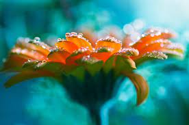 Immagine 1 / 4 cosa è fiori? Flower 4k Ultra Hd Wallpaper Background Image 4288x2848 Id 409541 Wallpaper Abyss