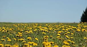 Bright yellow flowers followed by white powder puff seedheads. How To Identify Common Garden Weeds Fertilizer Companies Howell