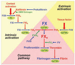 Image result for Anticoagulation Pathway