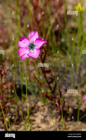 Image result for Faurea discolor