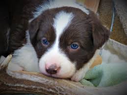 Puppies are being raised within our family country home, well socialised, used to child. Working Border Collies For Sale