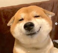 おかえり 全力ヒコーキ耳 で飼い主をお迎えする柴犬 一瞬で疲れが吹き飛ぶ可愛さだった いぬのきもちweb magazine 癒し 犬 動物 癒し かわいいペット