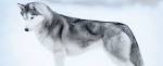 Top 10 Most Beautiful Dog Breeds - The Mysterious World