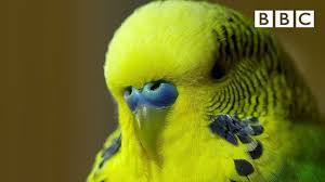 The budgie, or parakeet, is among the smallest of the parrot species commonly kept as pets. Meet Disco The Incredible Talking Budgie Pets Wild At Heart Bbc Youtube