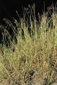 Image result for Bothriochloa bladhii