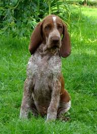 Image result for italský krátkosrstý ohař