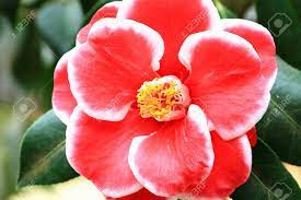Unique looking flowers picture of uniqe camellie flower with two toned colors with red and white. Camellia Flower Closeup Of Red With White Camellia Flower In Stock Photo Picture And Royalty Free Image Image 35114211