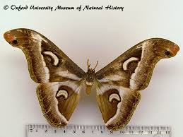 Image result for Neoboutonia melleri