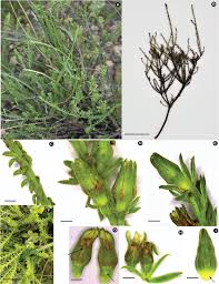 Image result for Thesium goetzeanum