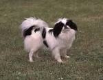 Japanese Terrier - Puppies, Rescue, Pictures, Information ...