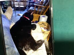 Miss Kitty has been missing since 11 AM