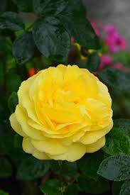 83,132 likes · 5,544 talking about this. Yellow Rose In My Garden Wil 8510 Beautiful Rose Flowers Yellow Flower Photos Beautiful Flowers