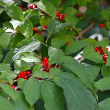 Image result for Buchnera libenii