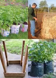 Maybe you would like to learn more about one of these? Grow Potatoes In Containers Bags 8 Best Secrets A Piece Of Rainbow