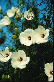 Image result for Hibiscus noldeae