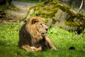 Ostravská zoo je úspěšně rozmnožuje. Zoo Ostrava