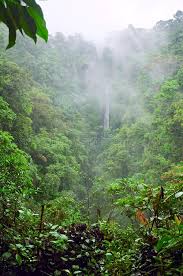 Mountain Jungle Misty Mountain Jungle In Costa Rica Affiliate Misty Jungle Mountain Rica Costa Ad Landscaping Images Scenery Jungle