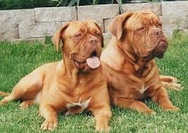 A 1982 article in a dog magazine introduced the breed to american fanciers, and the 1989 movie turner and hooch. Dogue De Bordeaux Dog Breed Information And Pictures