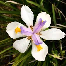 Image result for Moraea
