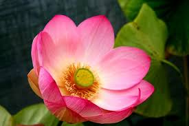3).it is written in the key of f major, and set in 6 4 time. Nelumbo Kermesina Lotosblume Grosse Sorten Lotos Nymphaion Online Shop