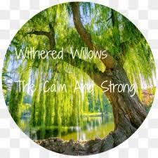 Through planting native tree seedlings in the existing woodlands, the project aims to increase biodiversity and ecological values of plantations in country parks. Willow Tree Png Weeping Willow Cutout Transparent Png 1280x960 616129 Pngfind