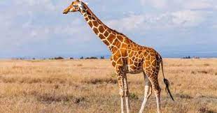 Contoh deskripsi jerapah dalam bahasa inggris yang lengkap. Deskripsi Jerapah Dalam Bahasa Inggris Dan Artinya Contohtext