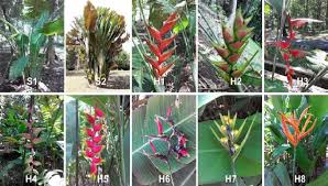 Image result for Strelitziaceae